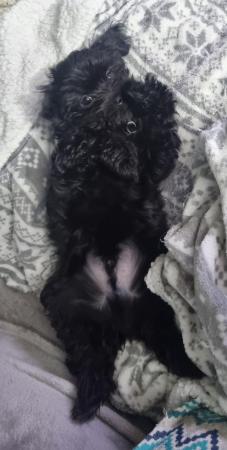 Image 10 of Poodle x chihuahua.ONE PUPPY LEFT **FULLY VACCINATED**