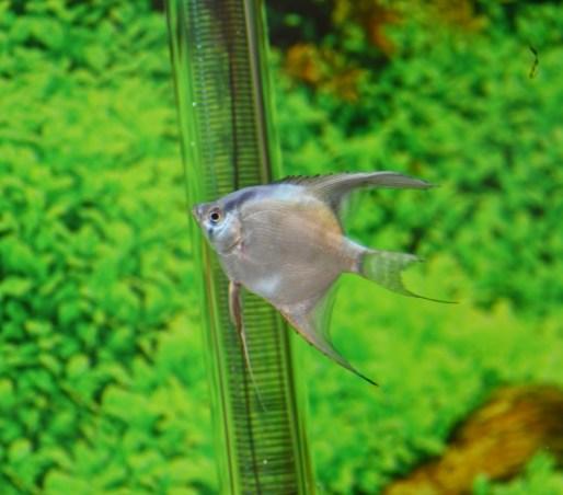 Preview of the first image of Tropical fish Angel fish.