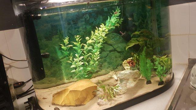 Image 1 of Half moon fish tank with 5 fish