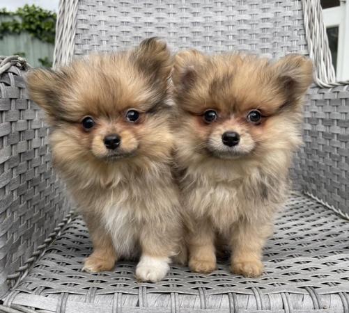 Image 3 of Pomeranian Puppies Ready now only 2  Boys
