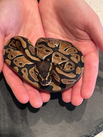 Image 5 of Hatched Early aug 2023 ball python baby for good home