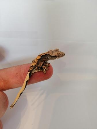 Image 5 of Crested geckos babys, stunners for sale 2 avaliable