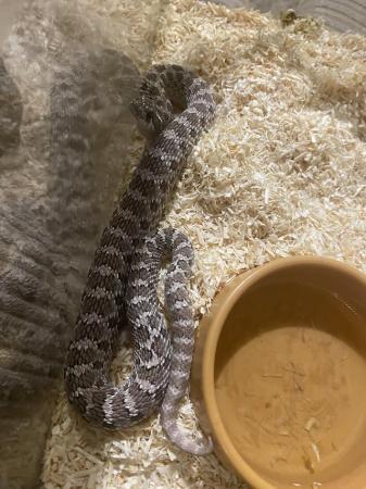 Image 2 of western hognose snake, axanthic(possible lilac bloodline)