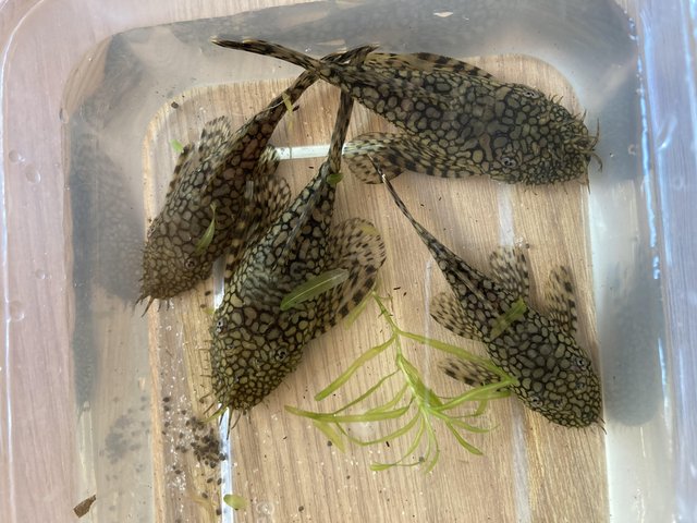 Preview of the first image of Wabenmuster (honeycomb) Plecos. 1”-4”..
