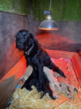 Image 9 of F2 miniature Labradoodles looking for homes