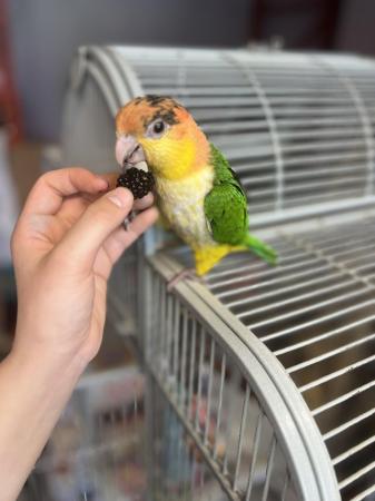 Image 3 of Hand Reared Baby Caique Parrot At Urnan Exotics