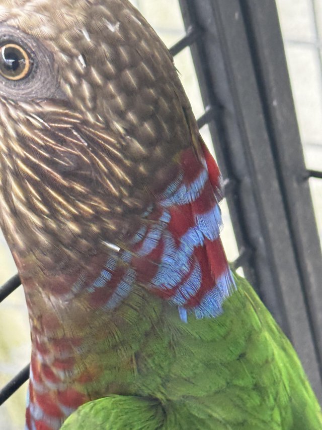 Preview of the first image of 10 year old Hawkhead parrot.