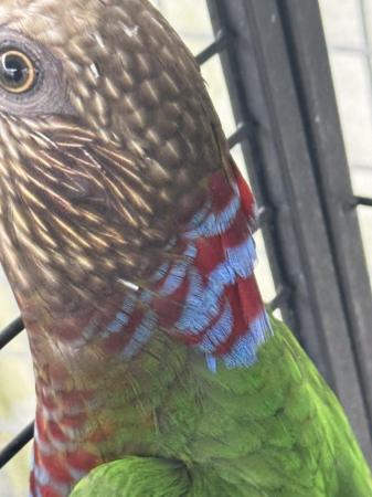 Image 1 of 10 year old Hawkhead parrot