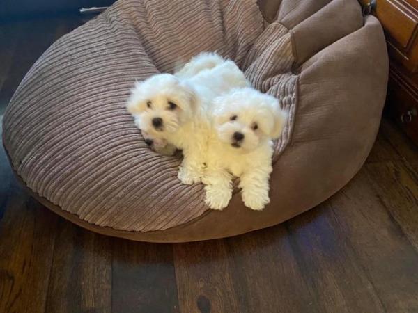 Image 5 of Two Maltese Female Puppies