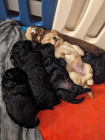 Image 3 of Cockapoo pups ready in 4weeks first injections and micro chi