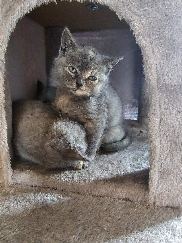 Preview of the first image of Blue British Short Hair Kittens Ready now! 2 boys 1 female l.