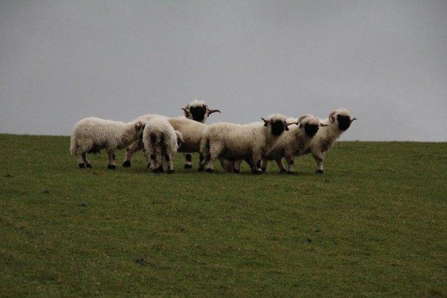 Image 3 of Registered Valais Blacknose Pedigree Rams