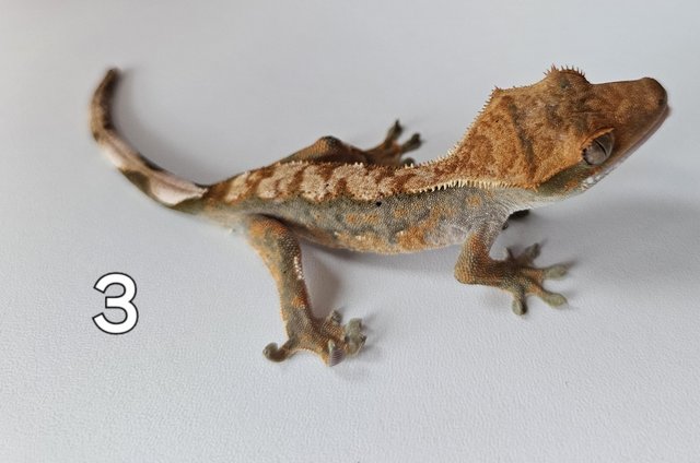 Image 11 of Juvenille Crested geckos