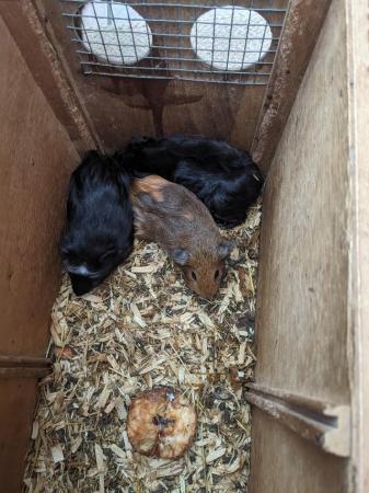 Image 1 of Guinea pigs and hutch and run