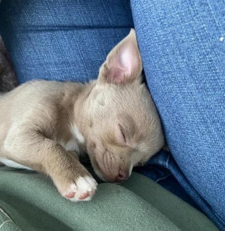 Image 15 of Chihuahua puppy ready now