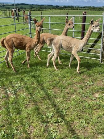 Image 1 of Group of 3 lovely pet male alpacas .