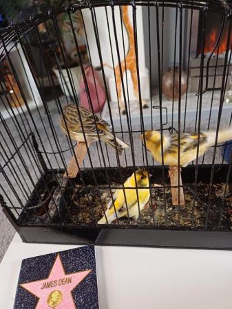 Image 2 of Singing cock canaries for pets