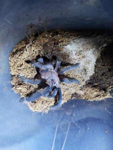 Preview of the first image of Chilobrachys Dyscolus - Asian Smokey Grey Tarantula.