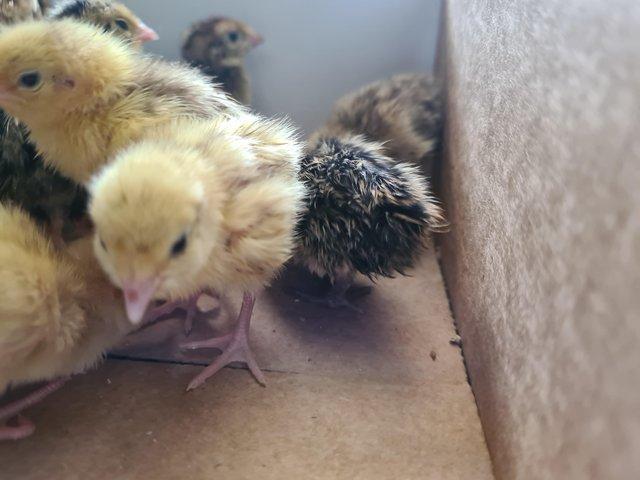 Preview of the first image of Coturnix Quail chicks (Born Mon 05/02).