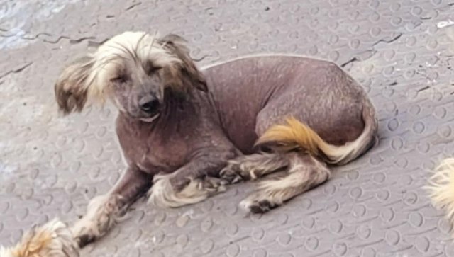 Image 1 of Male 6 Month Chinese Crested