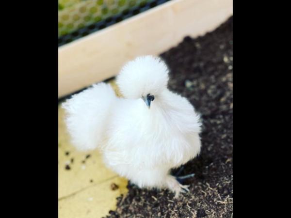 Image 1 of White Silkie Bantam Hatching Eggs NOT AVAILABLE