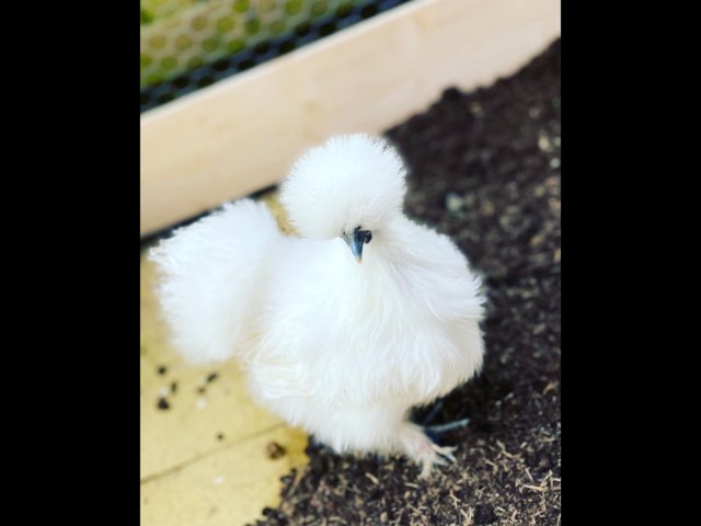 Preview of the first image of White Silkie Bantam Hatching Eggs.