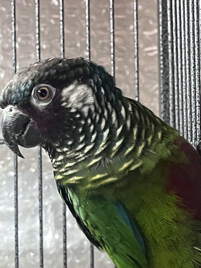 Preview of the first image of White ear conure male dna’d.