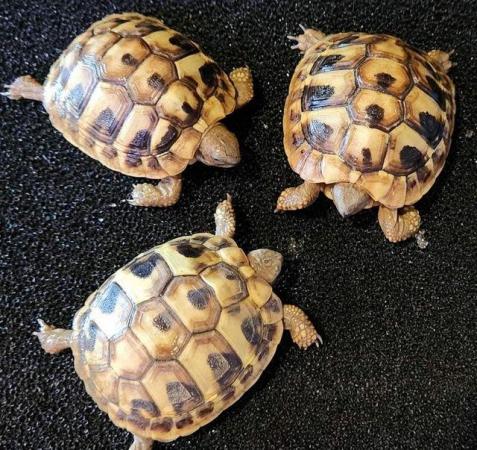 Image 5 of Large Selection of Tortoise Available in Store Now!!