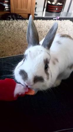 Image 1 of Male indoor Rabbit available.