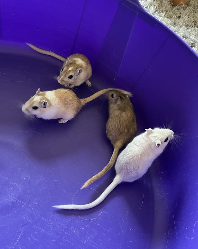Preview of the first image of Male Gerbils available for sale.