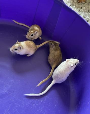 Image 1 of Male Gerbils with Glass Tank