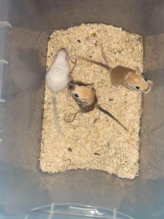 Image 5 of Super friendly gerbils from hobby breeder