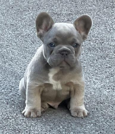 Image 20 of QUALITY TRUE TO TYPE FRENCH BULLDOG PUPPIES