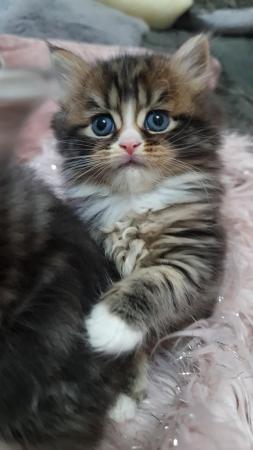 Image 10 of Chinchilla Persian x turkish calico kittens 1 girl left
