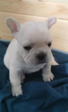 Image 10 of reduced qualityKc registered french bull dog puppies