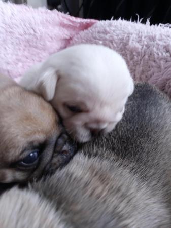 Image 8 of Beautiful pug Puppys 4 available