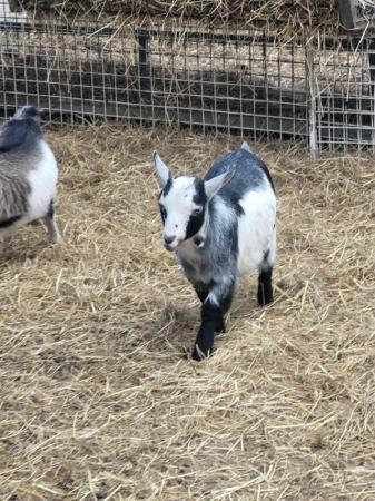 Image 1 of 17 week old pygmy goat wethers