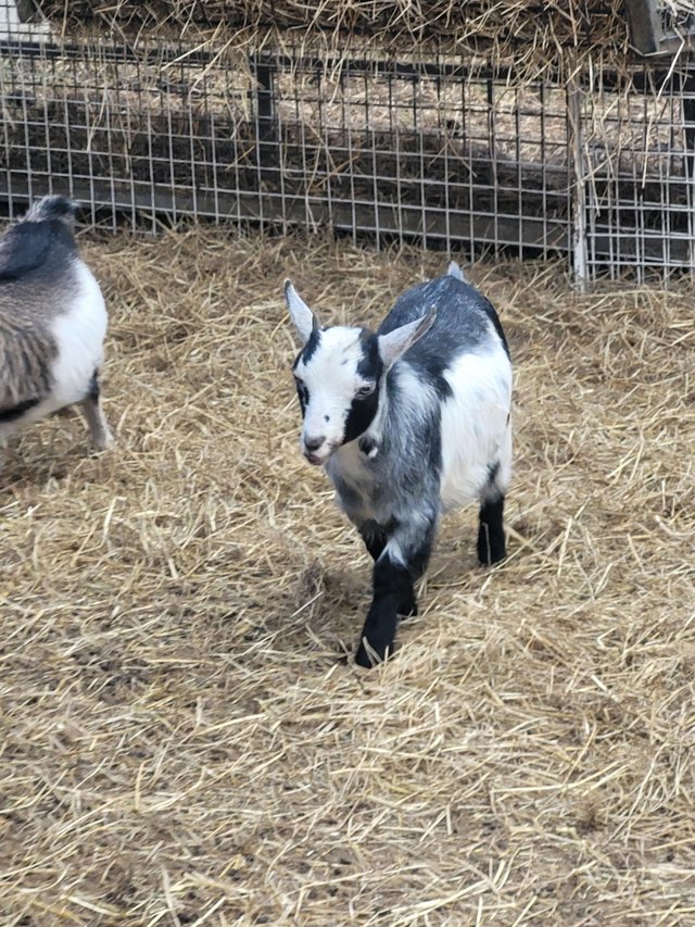 Preview of the first image of 17 week old pygmy goat wethers.