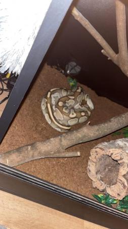 Image 1 of Snake up for sale/adoption
