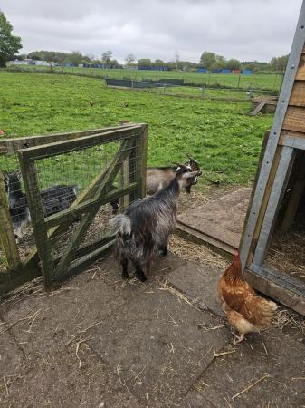 Image 2 of Pygmy goat with female at foot