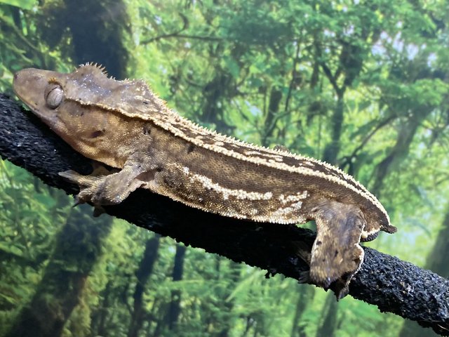 Preview of the first image of Adult male quad stripe crested gecko with dalmation spots.