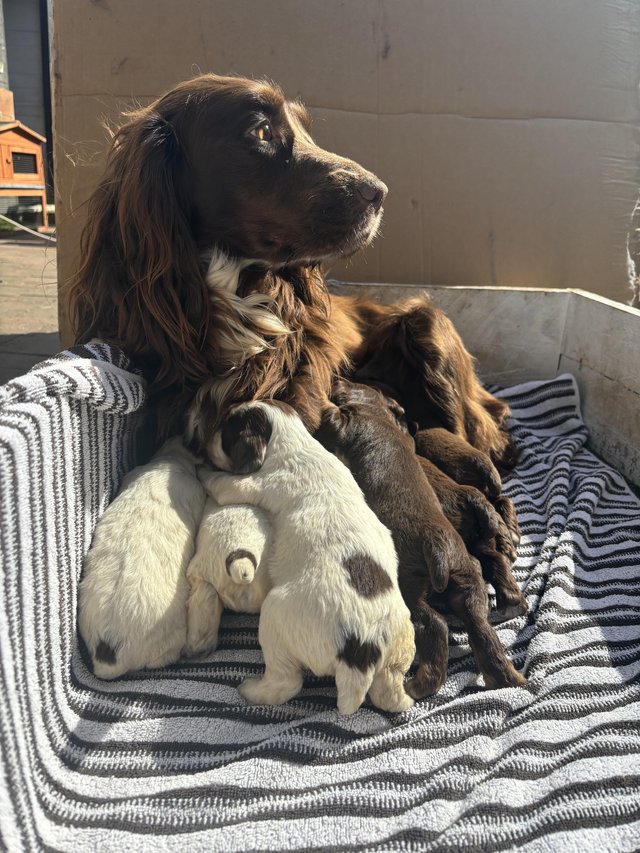 Preview of the first image of Cocker Spaniel Puppies for sale.