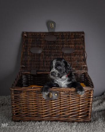 Image 3 of Extensively health tested working cocker spaniel puppies