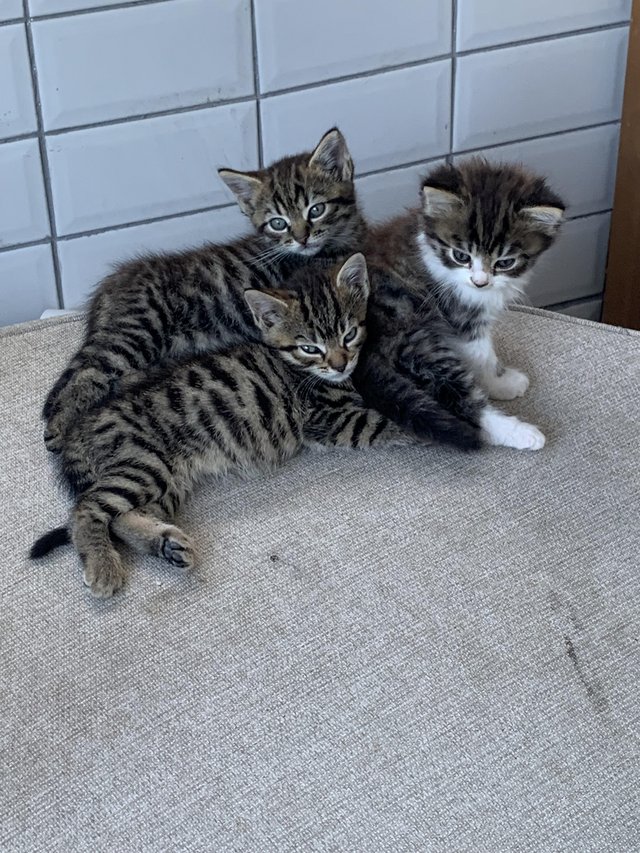 Preview of the first image of 3 Beautiful male kittens.