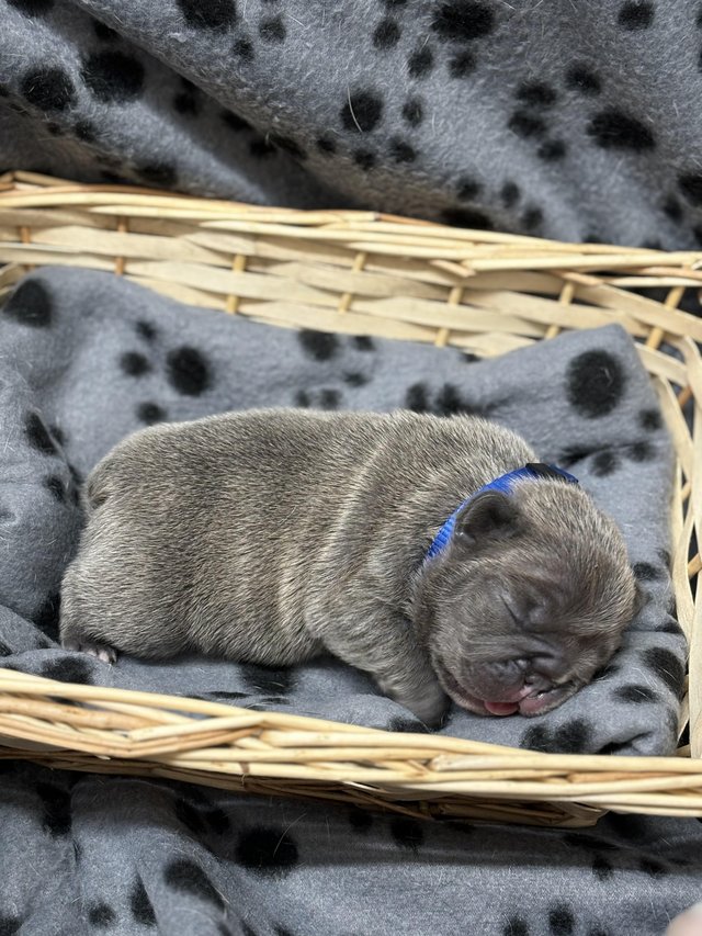 Preview of the first image of ???? FRENCH BULLDOG PUPPIES ????.