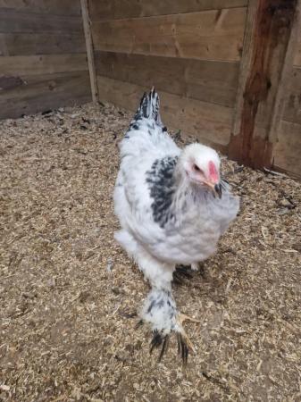 Image 2 of Gorgeous brahma cockerel for sale approx 15 wks