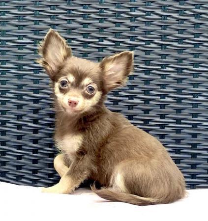 Image 7 of Kennel Club Registered Chihuahua Puppies