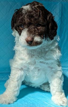 Image 6 of ONE Cockapoo F1b puppy remainDNA Health tested clear parents