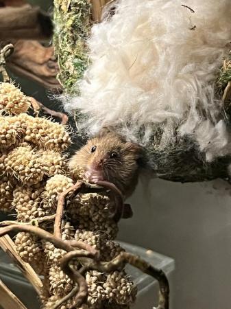 Image 2 of Harvest mice females - Hertfordshire