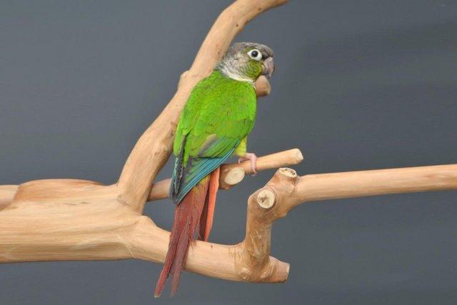 Preview of the first image of Baby Green Cheek conure,19.